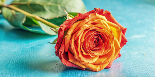 Similar image 22623532