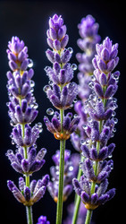 Similar image 22612546