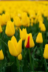 Similar image 22622603