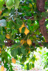 Similar image 22622736