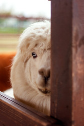 Similar image 22619942