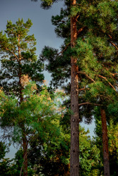 Similar image 22620006