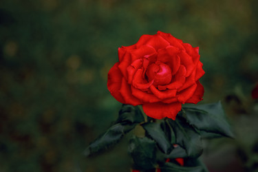 Similar image 22620112