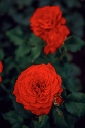 Similar image 22619767