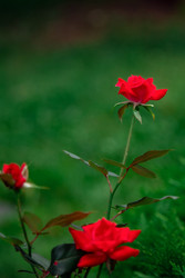 Similar image 22619768