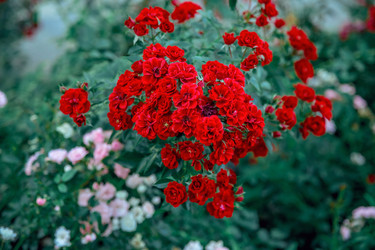 Similar image 22619782