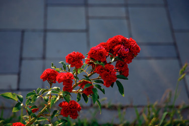 Similar image 22619810