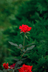 Similar image 22619825