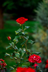 Similar image 22619833