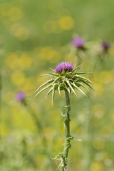 Similar image 22632260