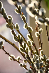 Similar image 22620518