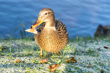 Similar image 22611929