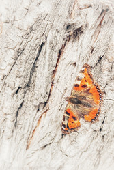 Similar image 22611558