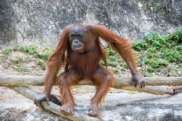 Similar image 22619456