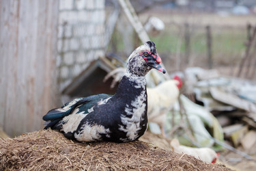 Similar image 22618807