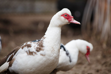 Similar image 22618907