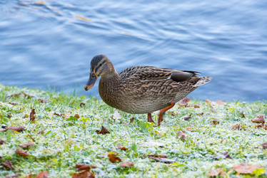 Similar image 22619506