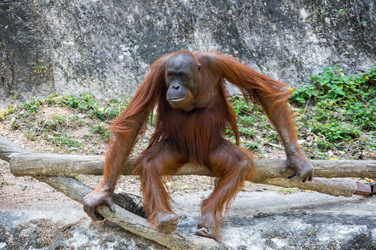 Similar image 22623454