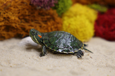 Similar image 22626894