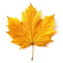 Similar image 22629025