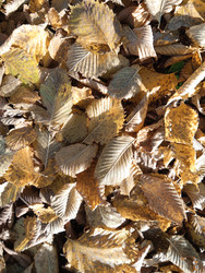 Similar image 22622464