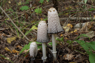 Similar image 22622487