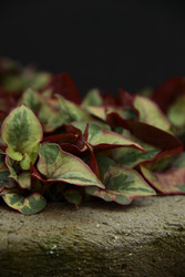 Similar image 22627853