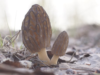 Similar image 22622515