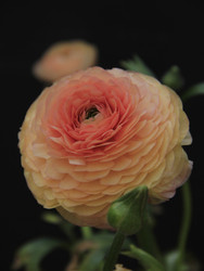 Similar image 22628052