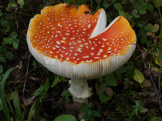 Similar image 22629529