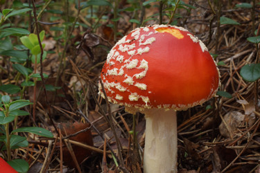 Similar image 22629532