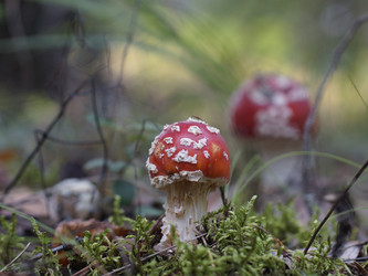 Similar image 22629535