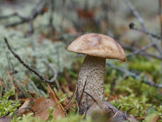 Similar image 22629541