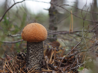 Similar image 22629542