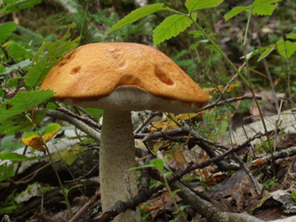 Similar image 22629557