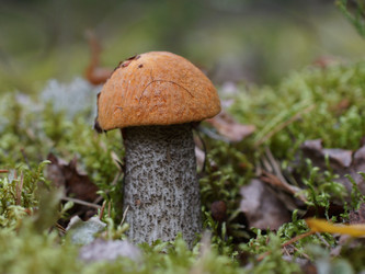 Similar image 22629502