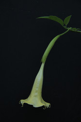 Similar image 22628059