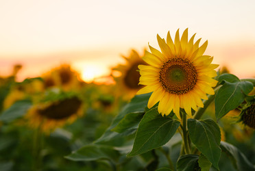 Similar image 22629785