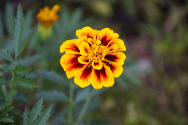 Similar image 22631774