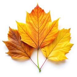 Similar image 22638731