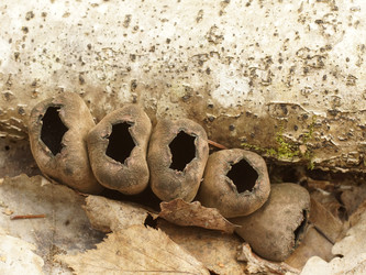 Similar image 22632484