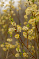 Similar image 22637035