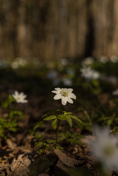 Similar image 22637080