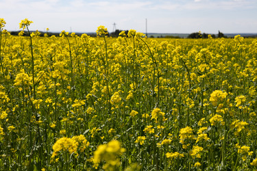 Similar image 22637110