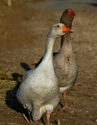 Similar image 22636297