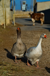 Similar image 22636298