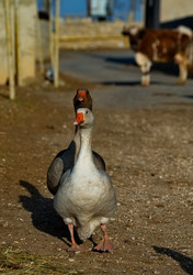 Similar image 22636299