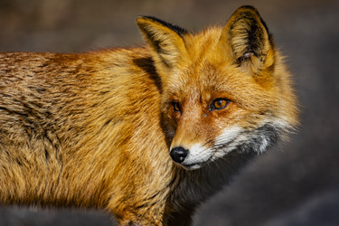 Similar image 22638517