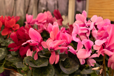 Similar image 22637030