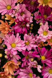 Similar image 22637031